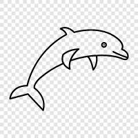 deniz memelileri, deniz koruma, okyanus, Dolphin ikon svg