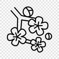 kiraz çiçeği, bahar, Japonya, sakura ikon svg