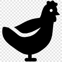 chicken, eggs, farm, laying icon svg