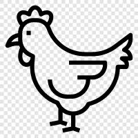 chicken, eggs, chicken farming, chicken coup icon svg