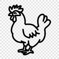 Chicken, Hen, Egg, Rooster Coop icon svg