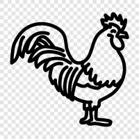 chicken, fowl, cock, male icon svg