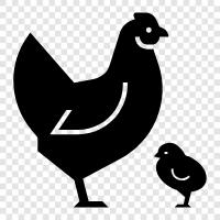 chicken, eggs, farming, pet icon svg