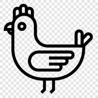 chicken, eggs, poultry, farm icon svg