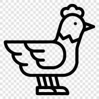 chicken farm, chicken production, chicken sex, chicken disease icon svg