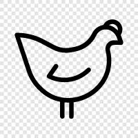 chickenpox, chickenfeed, chicken farmer, chicken coup icon svg