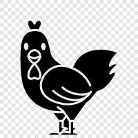 chickens, eggs, farming, poultry icon svg