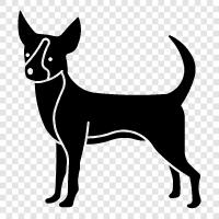 Chihuahua yavruları, Chihuahua köpekleri, Chihuah, Chihuahua ikon svg