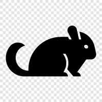 chinchilla care, chinchilla cages, chinchilla food, Chinchilla icon svg