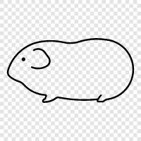 chinchilla, rodent, guinea domuz, hamster ikon svg