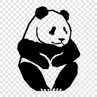 Chinese, search engine, Panda update, Panda analysis icon svg