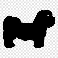 chow chow, kaniş, köpek, evcil hayvan ikon svg