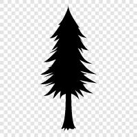 Christmas, tree, needles, fir icon svg