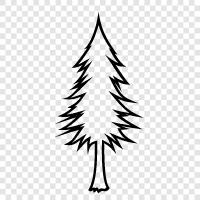 Christmas, needles, tree, Christmas Tree icon svg