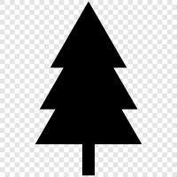 Christmas trees, Christmas trees for sale, artificial Christmas trees, Douglas fir icon svg