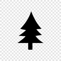 Christmas, needles, cones, Christmas tree icon svg