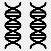 chromosome, genetic, genetic code, DNA fingerprinting icon svg