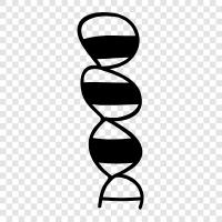 Chromosom, Genetik, Erbschaft, Mutation symbol