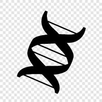 chromosome, genetic, genetic code, DNA fingerprinting icon svg