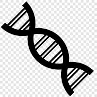 chromosomes, genetic, DNA sequencing, DNA fingerprinting icon svg