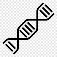 chromosomes, genetic, DNA testing, ancestry icon svg