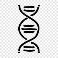 chromosomes, genetic code, genetic mutations, DNA testing icon svg