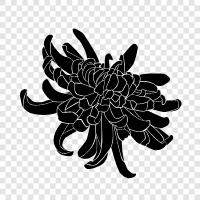 chrysanthemum flowers, chrysanthemum tea, Chrysanthemum icon svg