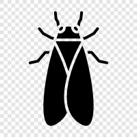 cicadas, Cicadidae, imago, carrion icon svg
