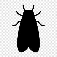 cicadas, cicadas nymphs, cicada activity, Cicada icon svg