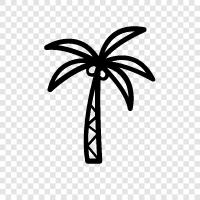 Coconut Palm, Coconut Palm Tree, Coconut Palm Tree Species, Coconut Tree icon svg