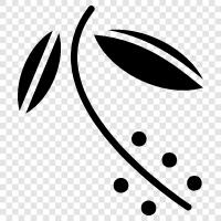 coffee beans, coffee plant care, coffee plant pests, coffee plant diseases icon svg