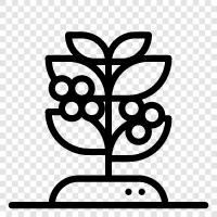 coffeetree, coffeepine, coffeepalm, coffee tree icon svg