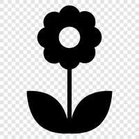 Farbe, Blumenstrauß, Blumenmädchen, Blumenarsch symbol