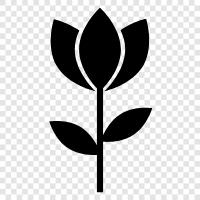 bunt, schön, florett, Blütenblatt symbol