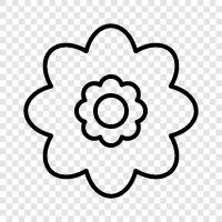 colors, colors of flowers, colors of petals, colors of flowers in icon svg