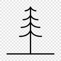 conifer, needles, cone, Christmas icon svg