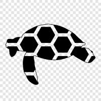 conservation, endangered, endangered species, leatherback sea turtle icon svg