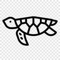 conservation, threatened, endangered, Sea Turtle icon svg