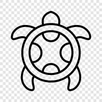 conservation, pet, animal, turtle icon svg