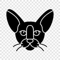 cornish rex breed, cornish rex information, cornish re, cornish rex icon svg