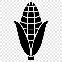 cornmeal, cornstarch, maize, Indian corn icon svg