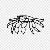 crabbing, crabfest, crabmeat, crab claws icon svg