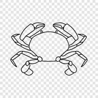 crabfest, crabbing, crab pot, crabrawler icon svg