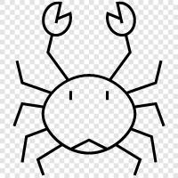 Crabmeat, Crab Legs, Crab Cakes, Crab Farming icon svg