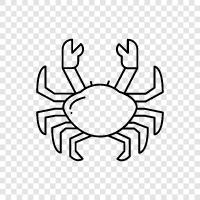 Crabmeat, Crab Legs, Crab Cakes, Crab Soup icon svg