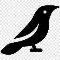 Crow icon svg