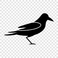 crow icon svg