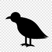 crow, black, black bird icon svg