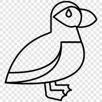 cute, fluffy, seagull, falcon icon svg