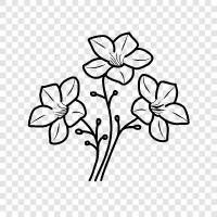 Dahlia, Blume, Garten, Pflanzen symbol